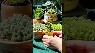 Succulents that could survive a winter outdoors succulents winter succulent plants [upl. by Auqenat]