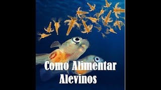 Como alimentar alevinos de betta Passo a Passo [upl. by Adnawot901]