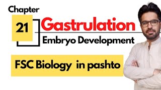 Gastrulation  Development of human embryo  12 biology in pashto [upl. by Atiuqrahc220]