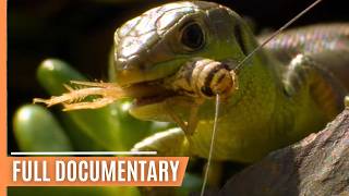 The Fascinating World of Insects  Full Documentary [upl. by Akilak]