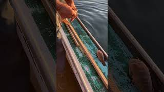 DamariscottaRiverBountySculpin shortsvideo sculpin fishing saltwaterfishing oceanfishing [upl. by Naux923]