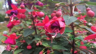 Fuchsia Plant Pruning and Caring [upl. by Haeckel]