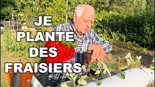 MA MEILLEURE ASTUCE POUR PLANTER DES FRAISIERS 🍓 [upl. by Sewoll]