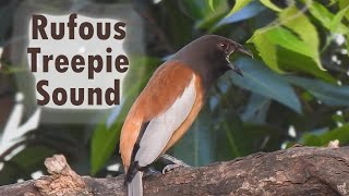 Rufous treepie sound  Treepie call  Common urban bird call IndianBirdVideos [upl. by Yrad]