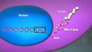 Protein Expression [upl. by Themis]