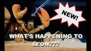 Whats Happening To Leon The Lobster [upl. by Ferreby]