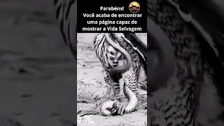 Simplesmente Vida Selvagem selva aguias animais animaisnotiktok cobra paravocêviralvideo [upl. by Darcee]