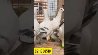 22 Hyderabadi kabutar sale Rs 650 sale Racer fighter pigeons sale Gola kabutar Latha kabutar [upl. by Appilihp213]