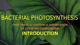 BACTERIAL PHOTOSYNTHESIS II DARK PHASE  FIXATION OF CO2 II INTRODUCTION [upl. by Ardnat603]