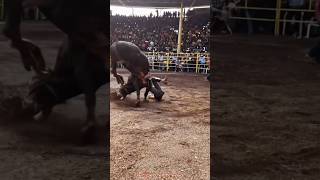 JARIPEO EXTREMO DE LO MEJO🔥🔥 jaripeo shorts [upl. by Akinhoj992]