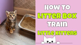 How to Litter Box Train Little Kittens 🐱 [upl. by Gavrila]