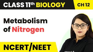 Metabolism of Nitrogen  Transport In Plants  Mineral Nutrition  Class 11 Biology [upl. by Okire]