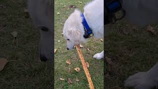 Great Pyrenees Dogs Chewing Their Treat Sticks hobbyfarm livestockguardiandog dogtreats asmr [upl. by Berard]