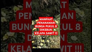 MANFAATPENANAMAN BUNGA turnera subulata bunga pukul 8 DIKEBUN KELAPA SAWIT [upl. by Mia272]