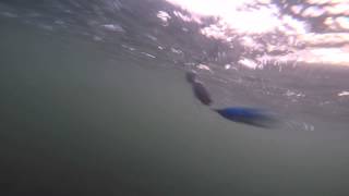 Workhorse Lures  Polaris Popper  Underwater Vid [upl. by Duahsar]