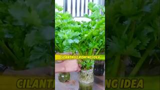 Cilantro Growing Idea in your Kitchen Room প্লাস্টিকের বোতলে ধনিয়া পাতা বৃদ্ধি shots cilantro [upl. by Gervase]