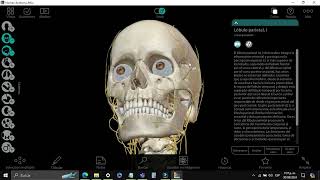 TUTORIAL ANATOMY ATLAS HUMAN 3D [upl. by Aphrodite]