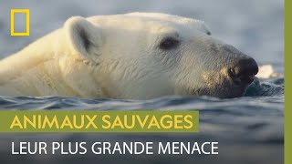 Les ours polaires peuventils survivre à la fonte des glaces [upl. by Euqirrne682]