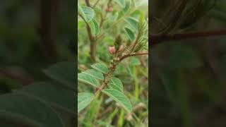 Silky indigoIndigofera astragalina I hirsuta FabaceaeUsed for Skin DiseaseHaverikarnataka [upl. by Ailecec64]