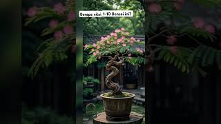 🌳SUPER Bonsai Kaliandra [upl. by Anivek]