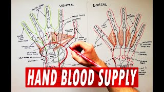 Arterial palmar arches  Hand blood supply  Anatomy Tutorial [upl. by Adnawot536]