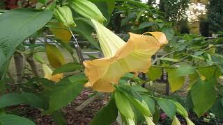 Propiedades Del Floripondio Usos Medicinal Brugmansia [upl. by Gae]