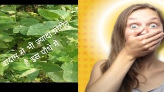 आचार का ये पौधा प्रोटीन से भरपूर है इस के फायदेachar paudha benifites [upl. by Gerita713]