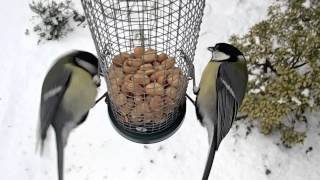 vogels in de tuin in de winter van dichtbij [upl. by Nirag]