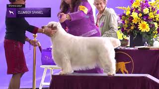 Spaniels Clumber  Breed Judging 2024 [upl. by Avelin]