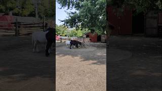 Horse and ponies at lunchtime ponies animal animals toronto trending viral shortsviral vlog [upl. by Rape]