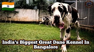 Indias Biggest Great Dane Kennel In Bangalore  Best Harlequin Great Dane Breeder India [upl. by Guild]