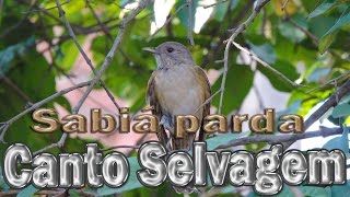 Sabiá parda canto selvagem gravada ao vivo em HQ na natureza para ensinamento de filhotes [upl. by Yonatan]