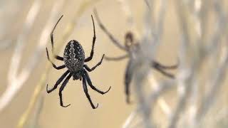 How Do Spiders Fly Without Wings The Science of Spider Ballooning Explained [upl. by Adilen]