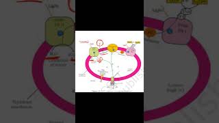 Chemiosmosis in chloroplast diagram explained neetbiology cbsebiology class11th [upl. by Daniyal462]