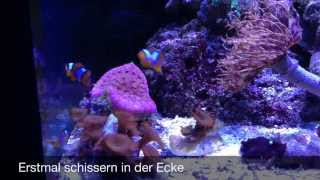 Clownfisch Babys im offenen Becken 10 Wochen nach Geburt  inZoom  Meerwasser Live TV [upl. by Nylekcaj]