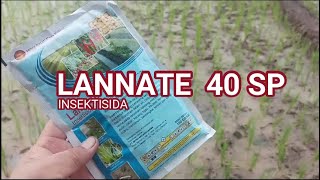 REVIU INSEKTISIDA LANNATE 40 SPinsektisidaampuh hamatanaman [upl. by Sarina]