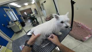 Westie Puppy grooming 1stlesson Part 2 [upl. by Nodnrb738]