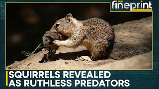 Are Squirrels Vegetarian Or Meat Eaters  World News  WION Fineprint [upl. by Anaik]