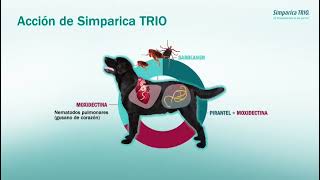 Lanzamiento Simparica Trio [upl. by Willamina]