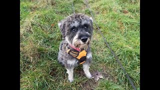 Molly  1 Year Old Schnoodle  4 Weeks Residential Dog Training [upl. by Assil247]