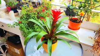 Guzmania beautiful Flower [upl. by Hatfield]