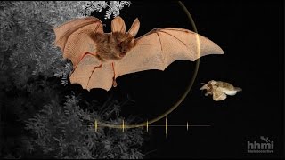 Moth Mimicry Using Ultrasound to Avoid Bats  HHMI BioInteractive Video [upl. by Olathe]