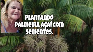 COMO PLANTAR A PALMEIRA DE AÇAÍ OU PALMITO POR SEMENTES E PEGAR RÁPIDO [upl. by Narak180]