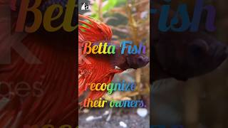 Betta Fish recognize their ownerspukhtanaRelaxingworldsurvivingvlogsfishs [upl. by Eihs]