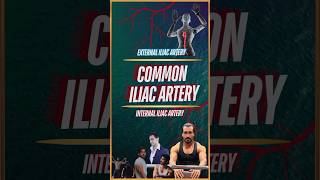 What is Common Iliac Artery [upl. by Sension]