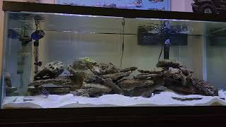 Cross breeding Tanganyikan Cichlids overview [upl. by Oznole]