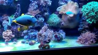 Saltyfishs mixed reef tank tour LED lighting [upl. by Makell]