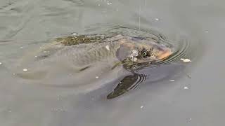 The Eurasian coot birds and the big Carp fish Ambarvale Australia [upl. by Anesor]