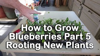 How to grow Blueberry Bushes Part 5  How to Root Blueberry Plants Blueberry Propagation [upl. by Eulalie745]