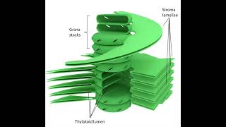 Chloroplast bio [upl. by Yorgerg]